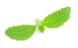 stevia rebaudiana