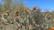 Stagehorn Cholla in Arizona