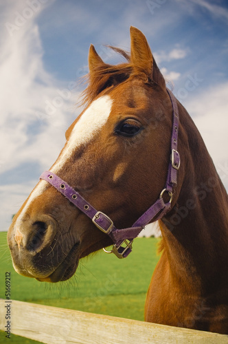 Photo: Healthy horse portrait Healthy horse portrait