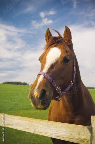 Photo: Healthy horse portrait Healthy horse portrait