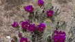 Hedgehog Cactus in Arizona