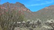 Mountain View with Cholla and Ocotillo in Arizona