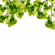 Photo: green leaf green leaf