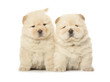 chow-chow puppies