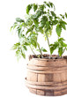 Tomato plant on white background