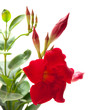 red  mandevilla