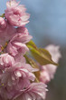 Pink cherry blossom tree