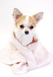 pampered Chihuahua dog wrapped in pink towel on white