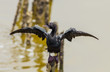 A Little Cormorant (Phalacrocorax niger) expose feather