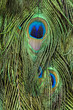 peacock feathers