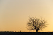 Silhouette of a single tree.