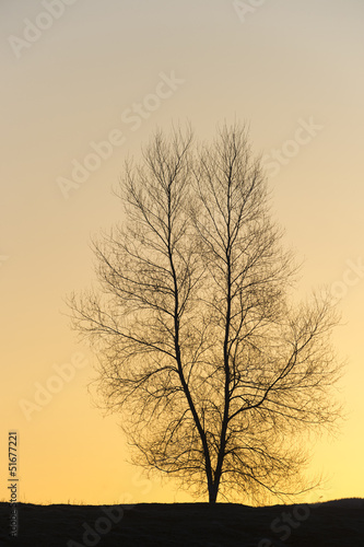 Photo: Silhouette of a single tree. Silhouette of a single tree.