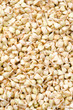 buckwheat sprouts green background