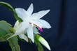 White flower on a black background