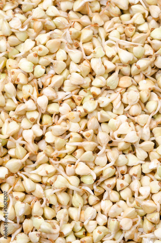 Photo: buckwheat sprouts green background buckwheat sprouts green background