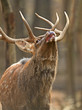 Spotted Deer
