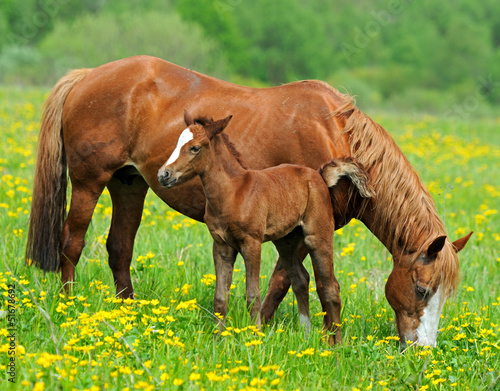Photo: Horse Horse
