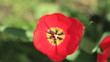 High angle view of red tulip