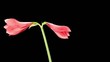 Video: Growth of red hippeastrum flower buds ALPHA matte (Hippeastrum R Growth of red hippeastrum flower buds ALPHA matte (Hippeastrum R