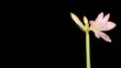 Video: Growth of white hippeastrum flower buds ALPHA matte (Hippeastrum Growth of white hippeastrum flower buds ALPHA matte (Hippeastrum