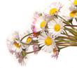 bouquet de pâquerettes