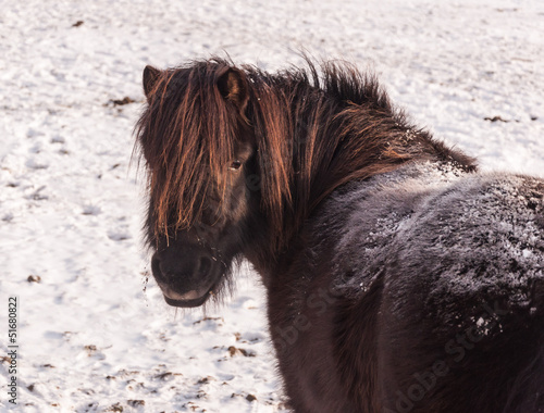 Photo: Portrait of a snow-covered pony turning around Portrait of a snow-covered pony turning around