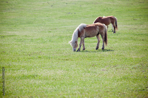 Photo: Beautiful horses Beautiful horses