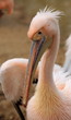 portrait du grand pélican blanc