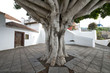 Photo: canary islands, la palma : tirajafe, church place, giant laurel canary islands, la palma : tirajafe, church place, giant laurel