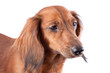 Foto: dachshund dachshund