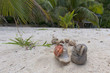 Hermit crab on white sand tropical paradise beach