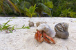 Hermit crab on white sand tropical paradise beach