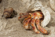 Hermit crab on white sand tropical paradise beach