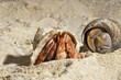 Hermit crab on white sand tropical paradise beach