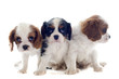 cavalier king charles