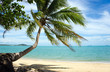 Photo: Tropical Beach Palm Tropical Beach Palm