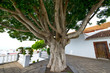 Photo: canary islands, la palma : tirajafe, church place, giant laurel canary islands, la palma : tirajafe, church place, giant laurel