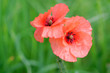 Two poppies