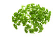 Parsley branch