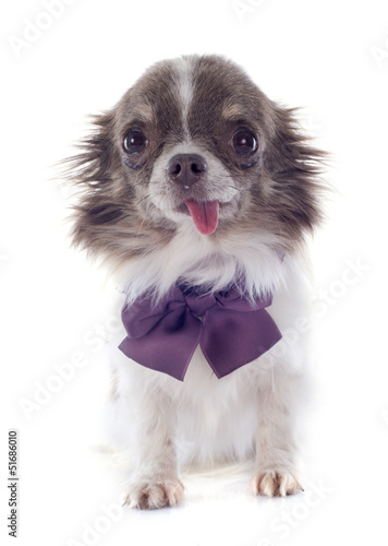 Photo: puppy chihuahua puppy chihuahua