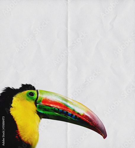Photo: toucan paper background toucan paper background