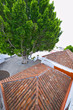 Photo: canary islands, la palma : tirajafe,tiled roof and giant laurel canary islands, la palma : tirajafe,tiled roof and giant laurel