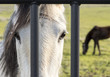 Sad Horse