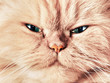 Cat face close up portrait