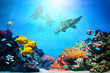 Underwater scene. Coral reef, fish groups, sharks