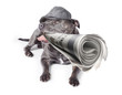 Isolated newspaper dog carrying latest news