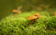 Forest Mushrooms