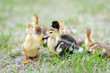 portrait of beautiful fluffy ducklings