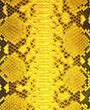 Snake skin background