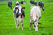 cows on meadow